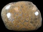 Polished Fossil Coral Head - Morocco #35351-1